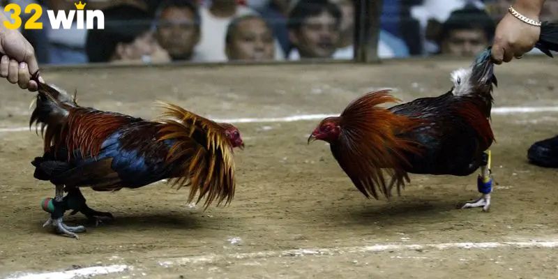 doi-net-ve-the-thuc-da-ga-cua-sat